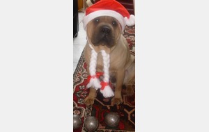 J O Y E U X     N O EL   !